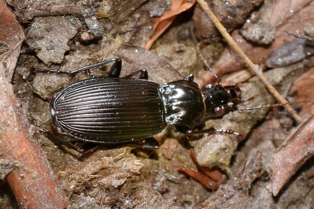 Pterostichus niger - Carabidae